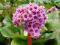 Bergenia sercolistna WYPRZEDAŻ ilość ograniczona