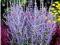 Perowskia łobodolistna Little Spire C2 20-30cm