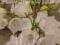 DZWONEK BRZOSKWINIOLISTNY ALBA CAMPANULA