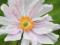 ZAWILEC KONIGIN CHARLOTTE ANEMONE HYBRIDA