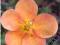 Pięciornik krzewiasty Tangerine pomar. C2 20-25cm
