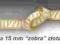 ~FUKSIK~ wstążka 15mm rypsowa 1m ZEBRA złota