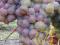 WINOROSL KERNLING odmiana na wino, wyjątkowa (