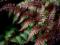 Athyrium 'Ursula's Red' Wietlica japońska RARYTAS!