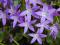 Dzwonek gargański - Campanula KARŁOWA PIĘKNOŚĆ !!!
