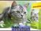 Josera Cat SensiCat 400g - dla kotów wrażliwych