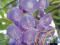 GLICYNIA CHIŃSKA fioletowa wisteria, sadzonka