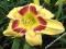 HEMEROCALLIS LILIOWIEC KING GEORGE OLBRZYMI KWIAT