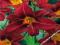 HEMEROCALLIS - LILIOWIEC OGRODOWY BLACK PRINCE