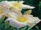 HEMEROCALLIS - LILIOWIEC OGRODOWY GENTLE SHEAPHERD
