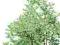 DEREŃ SIBIRICA żywopłot sadzonka doniczka 40cm P9
