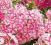 Floks PEPPERMINT TWIST_PHLOX_płomyk_pojemnik