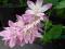 ŻYLISTEK żylistki DEUTZIA kwiaty RÓŻOWE duże 40cm
