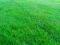 TRAWA GAZONOWA SHADY GARDEN najlepsza 1kg!