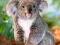 ! Puzzle 260 Castorland B-26852 Koala