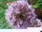 Allium schoenoprasum 'Forescate' - Szczypiorek ozd