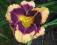Liliowiec 'Border Music'   Hemerocallis
