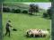 A WAY OF LIFE: SHEEPDOG TRAINING H.Glyn Jones