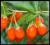 Jagoda GOJI SWEET LEFEBERY Goja wielkie sadz. 60cm