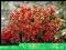 BERBERYS GOLDEN RING NANA nowa odmiana  OKAZJA