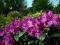 Rhododendron 'Libretto' - Różanecznik NOWOŚĆ !! !!
