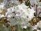 Prunus 'Brillant' - Wiśnia japońska SZCZEPIONA !!!