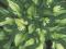 Hosta 'Whirlwind Tour' - Funkia DWU BARWNA HiT !!!