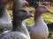 DOMESTIC GEESE Chris Ashton