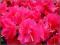 Azalia Canzonetta ciemnoróżowa C2,5 25-30cm