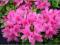 Azalia Geisha Pink różowa - Momoko C2 20-30cm