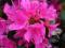 Azalia Geisha Purple Hiroko różowa C2,5 25-30cm