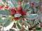 Azalia Hot Shot Variegata czerwona C2 20-30cm