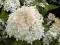 OKAZJA_Hortensja_Hydrangea Phantom_mrozoodporna_