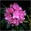 Różanecznik pontyjski Roseum różowy C_10 50-60cm