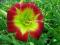 Liliowiec 'Christmass Is'   Hemerocallis