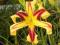 Liliowiec 'Free Wheelin'   Hemerocallis