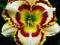 Liliowiec 'Lady Betty Fretz'   Hemerocallis