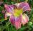 Liliowiec 'Mildred Mitchell'   Hemerocallis