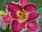 Liliowiec 'Pagan Ritual'   Hemerocallis