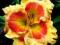 Liliowiec 'X Factor'   Hemerocallis