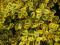 Euonymus fortunei 'Sunshine' -Trzmielina Fortune'a