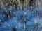 Kostrzewa sina Blue Select  Festuca sadzonka