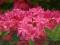 Azalea 'Homebush' - Azalia wielkokwiatowa HiT !!!