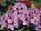 Rhododendron - Różanecznik 'Kabarett' NOWOŚĆ (1,5)