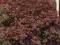 Klon palmowy - Acer palmatum 'Atropurpureum' HIT!
