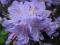 RHODODENDRON 'BLUE TIT MAGOR'  PIĘKNY 25L 80CM