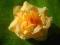 Róże 2szt kwiaty sztuczne różyczki główki
