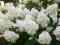 Hortensja bukietowa Polar Bear 70cm