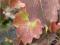 Winobluszcz trójklapowy Minutifolia C3 60-80cm