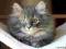 Piękny kocurek Syberyjski - koty syberyjskie